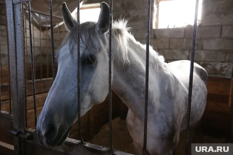 На территории базы обустроена конюшня