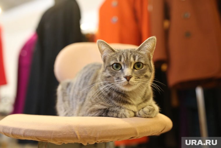 Ветеринар назвал пять ошибок владельцев, которые убивают почки кошек