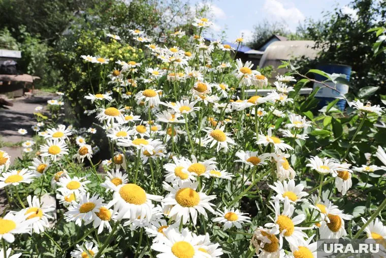 Дачникам нужно внимательнее относиться к растениям, чтобы не получить штраф