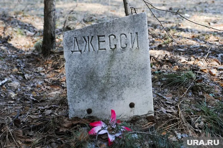 Депутат предложил разрешить хоронить животных возле жилых домов