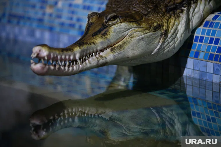 Местные жители обратились в Росприроднадзор 