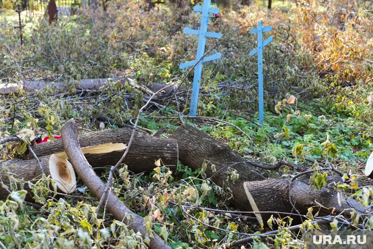 На территории кладбища планируют снести 160 деревьев