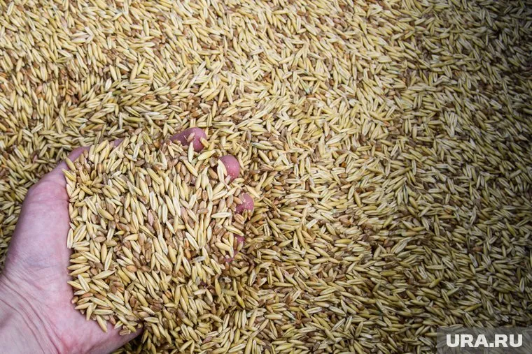 Запрет на экспорт зерна будет действовать до 30 июня