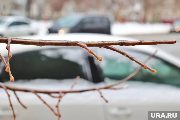 В прошлый раз после плюсовой температуры в регионе появилась ледяная корка