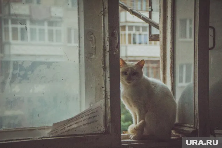 Кошкам в Челябинске построили маленький коттедж