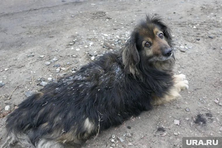 Приюты готовы принять корм и старое постельное белье