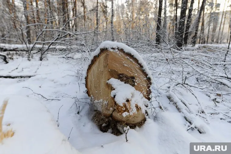 Во время заготовки дров на мужчину упало дерево