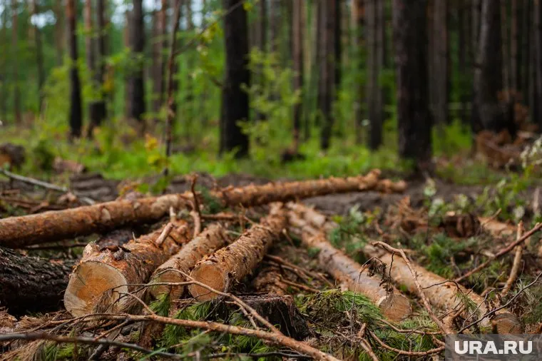 Предметом спора стали деревья, которые в Югре почти не используются