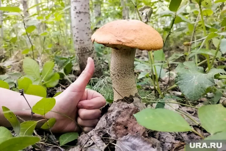 Житель Ивделя наткнулся на море подосиновиков в лесу