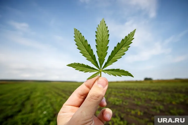 Для испытаний потребуется около килограмма каннабиса
