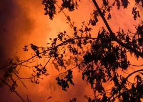 В Подмосковье подросток погиб, пытаясь спасти кошек из горящего дома