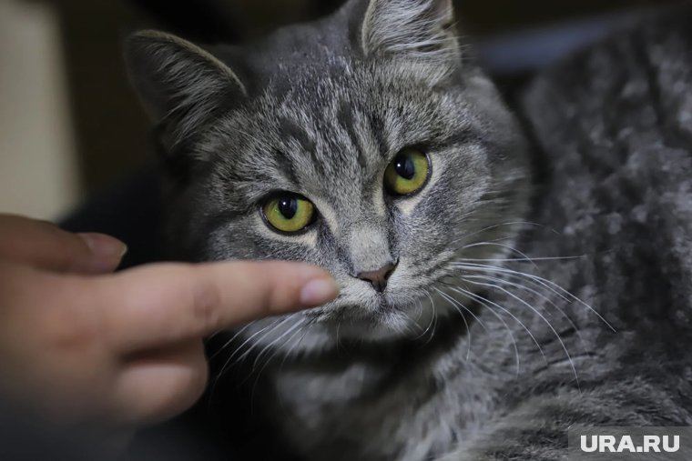 На Бали кошка спасла семью из Екатеринбурга от ядовитой змеи. Видео