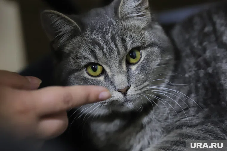 Кошка пострадала, но сейчас идет на поправку (архивное фото)
