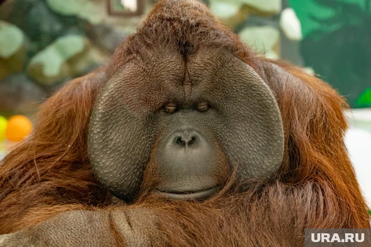 Рационы питания обитателей зоопарка имеют научное обоснование