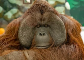 Пермский зоопарк показал стандартный обед орангутанов Билла и Лизы