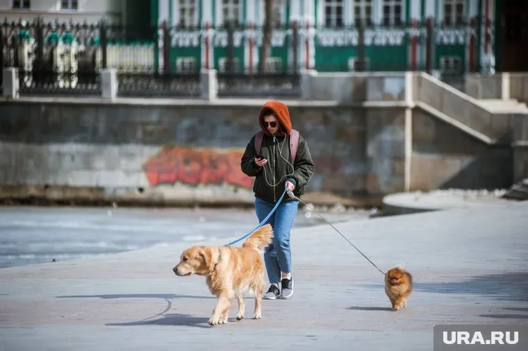 Тюменцам запретят выгуливать больше двух собак за раз (архивное фото)