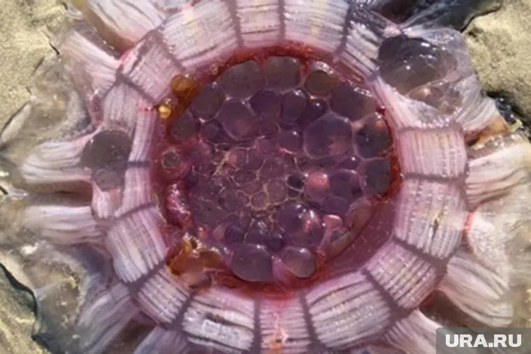 «Монстром» оказалась гигантская медуза