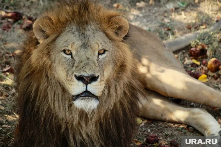 Лев Рома, живущий в парке львов «Тайган» в Крыму, решил попробовать на вкус британского журналиста Грэма Филлипса