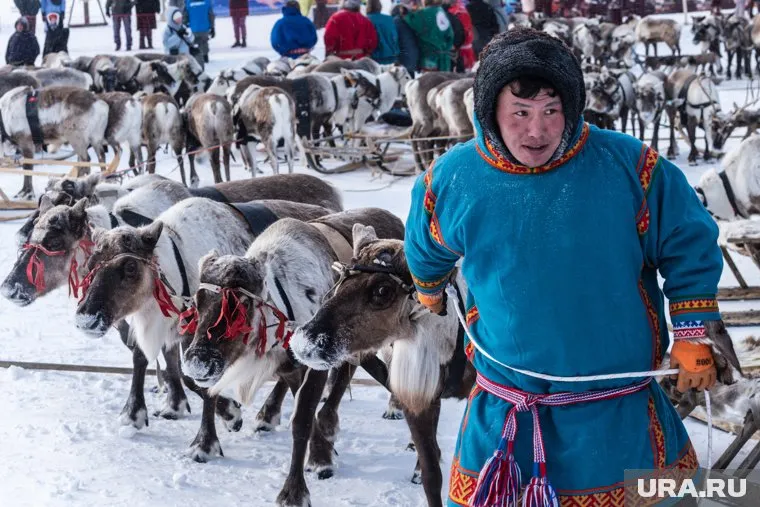 На выходных День оленевода отметят в Аксарке и Самбурге (архивное фото)