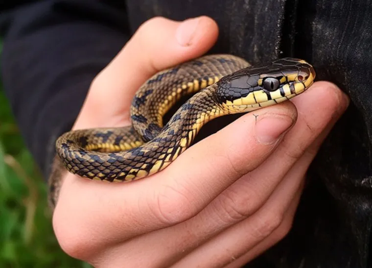 Дети - в особой зоне риска при укусе змей