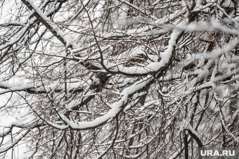 В Прокопьевске выпало 254% от месячной нормы снега