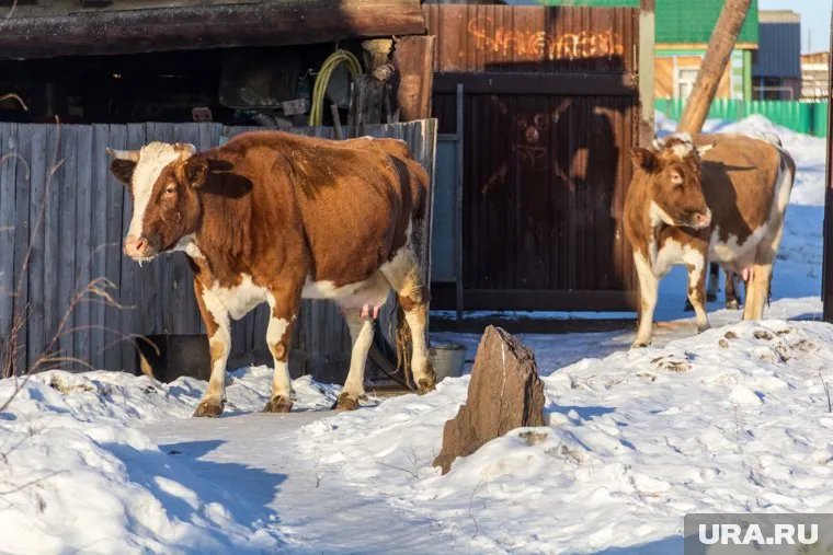 Коровник рассчитан на 200 голов