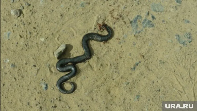 Змею в соцсетях сравнили с глистом