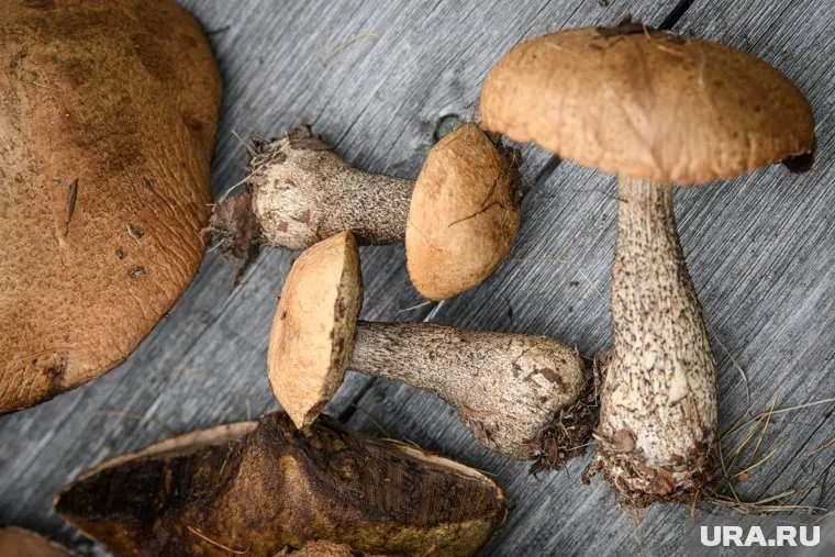 В челябинских лесах в январе пахнет грибами (архивное фото)