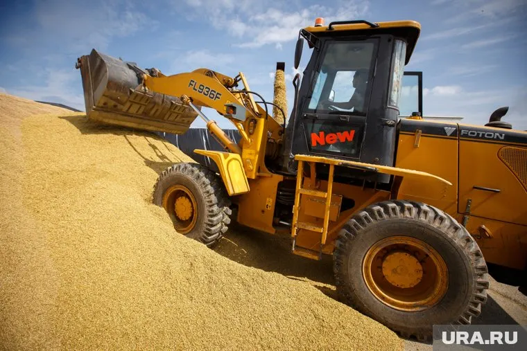 Урожай в этом году в Зауралье ждут большой, а выручку маленькую
