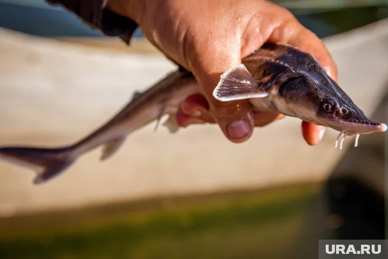 Часть улова полиция выпустила в Обь