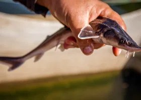 В ХМАО задержали браконьера с уловом на 18 миллионов рублей