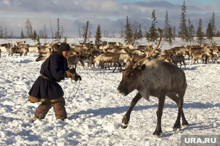 Оленевод обвиняется в расправе над двумя менеджерами "Газпрома"