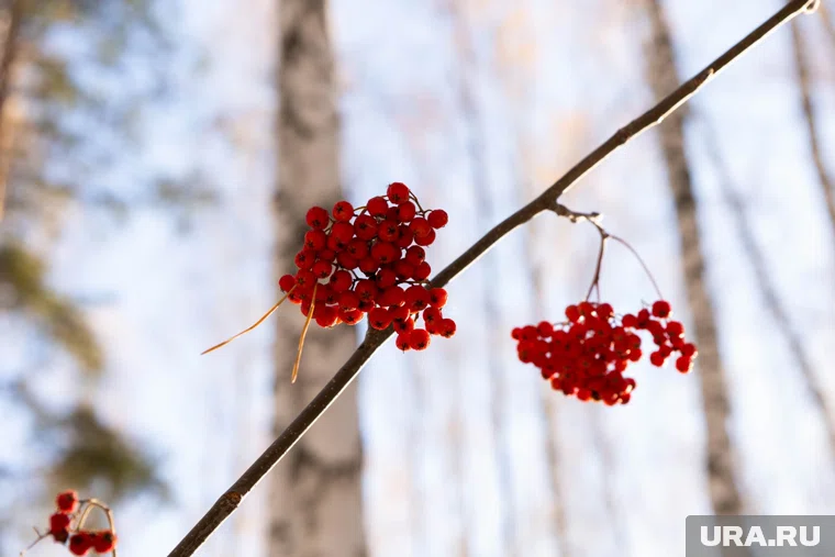 Осенние народные приметы позволяют предсказать будущую зиму и весну, а также успех в делах