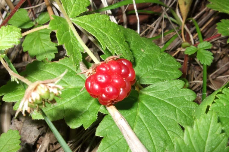 Стоимость княженики, которую собирают в ХМАО, достигает 25 тысяч рублей за килограмм