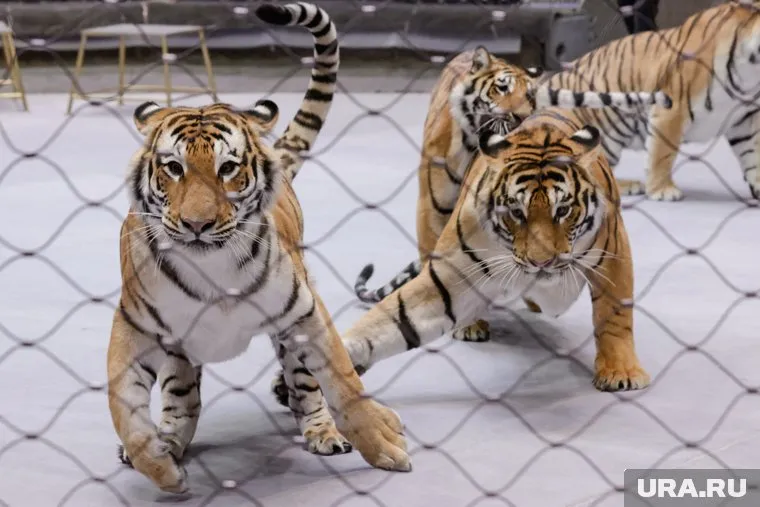 По словам зоозащитников, хищники должны жить в естественных условиях 