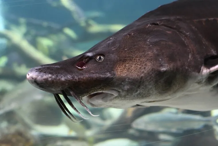 Как выглядит атлантический осетр: фото 