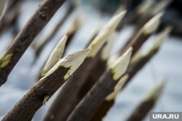 В Белозерском округе появится парк исторчиеских реконструкций