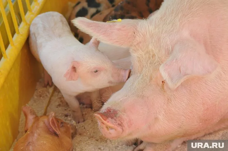 Специалисты продолжают расследование вспышки АЧС в Прикамье