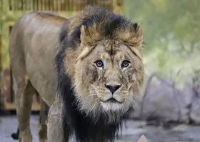 Раскрыта судьба льва, который напал на директора крымского сафари-парка «Тайган»