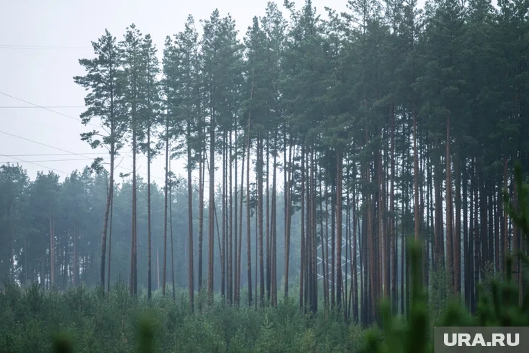 Тело погибшего обнаружено в лесу (архивное фото)