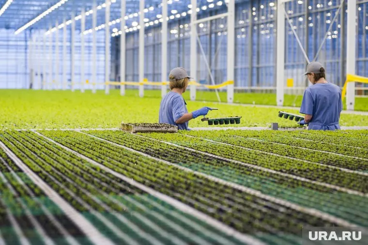 Челябинский горох востребован в Китае