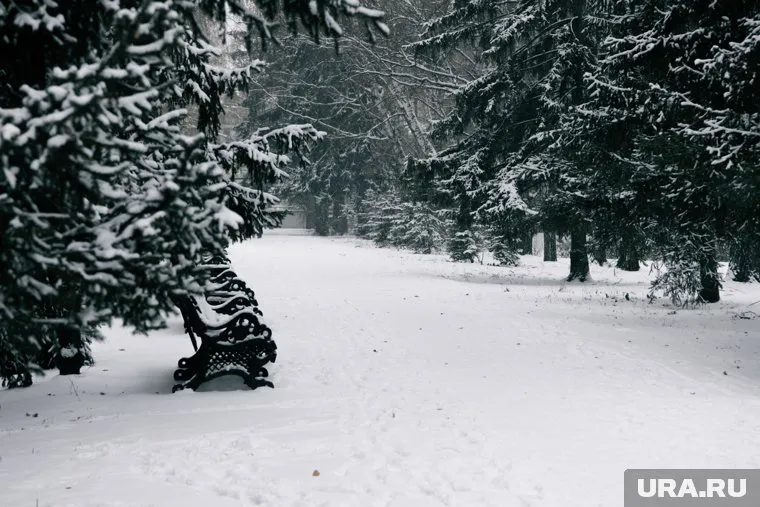 Власти планируют изменить насаждение города