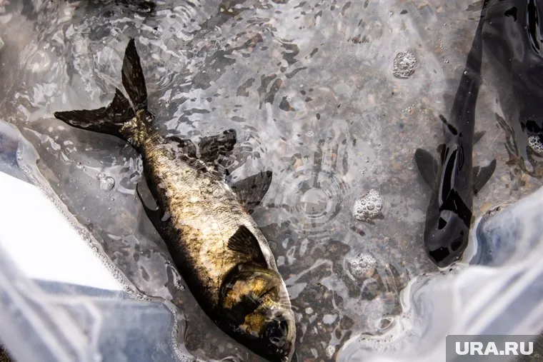 Местные жители уверены, что массовая гибель рыбы связана со строительством дамбы в соседнем селе Булашово