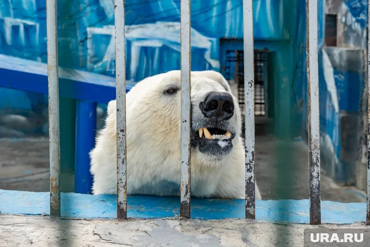 Подопечный зоопарка сейчас обживается на новом месте (архивное фото)