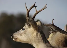 В курганском охотхозяйстве показали, как спасают косуль-мигрантов от голода