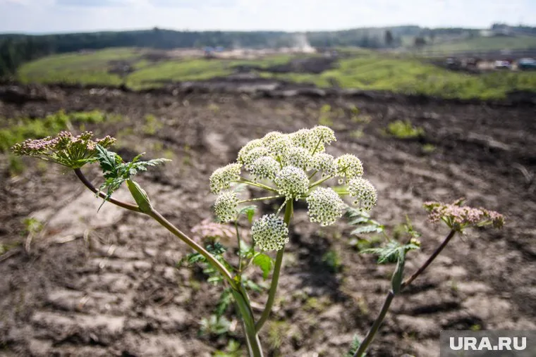 Борщевик может вызывать аллергические реакции и ожоги кожи