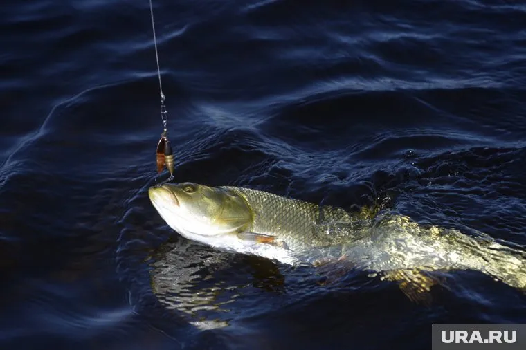 Фото и видео с рыбалки пермяк опубликовал в соцсети