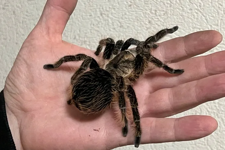 Скорпионы и жуки. Курган