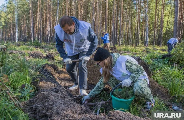 Всего в двух областях высадили более 24,5 тыс. саженцев