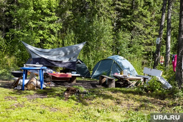Досрочное завершение смены в детском лагере из-за появления медведя